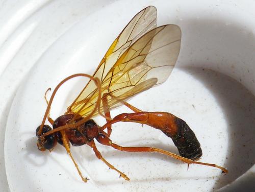 Réf. 257 725 : Ophion ventricosus
